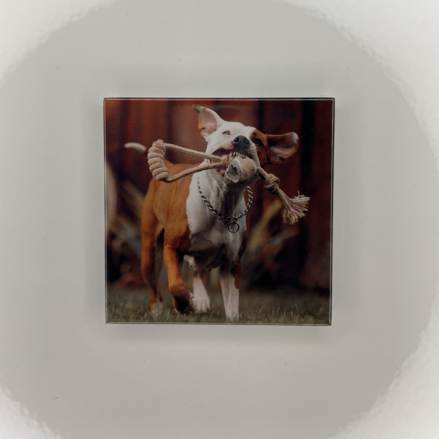 Sada 6/9 kusů fotomagnetů